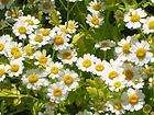 Feverfew (Tanacetum Parthenium) Seeds ★ Traditional Med