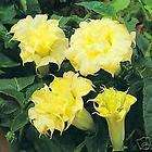 YELLOW ANGELS TRUMPET DOUBLE BLOOMS, VERY FRAGRANT  