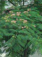 Silk Tree (Albizia julibrissin)   50 + SEEDS  