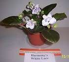 african violet Harmonys White Lace  