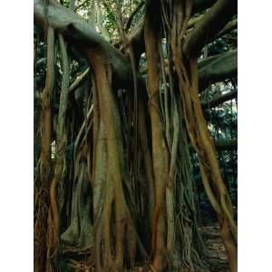  Aerial Roots of Banyon Tree, Lord Howe Island, New South 